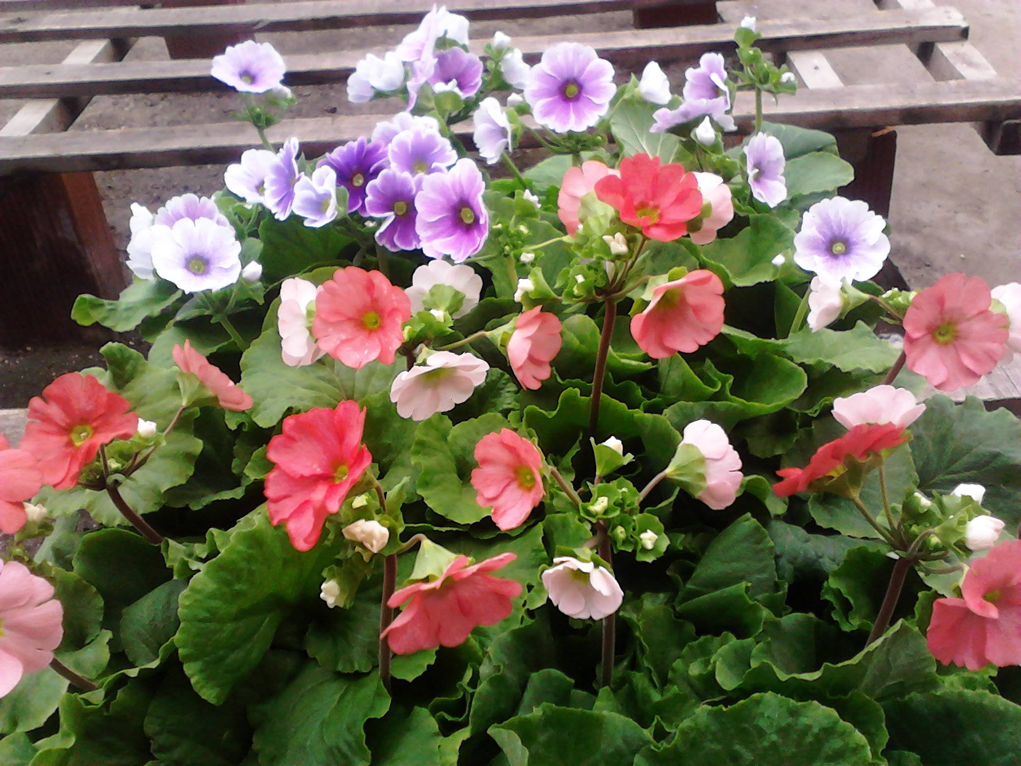 Mercado de Plantas